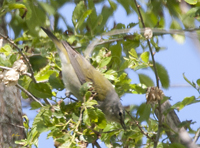 Tennessee Warbler 2352